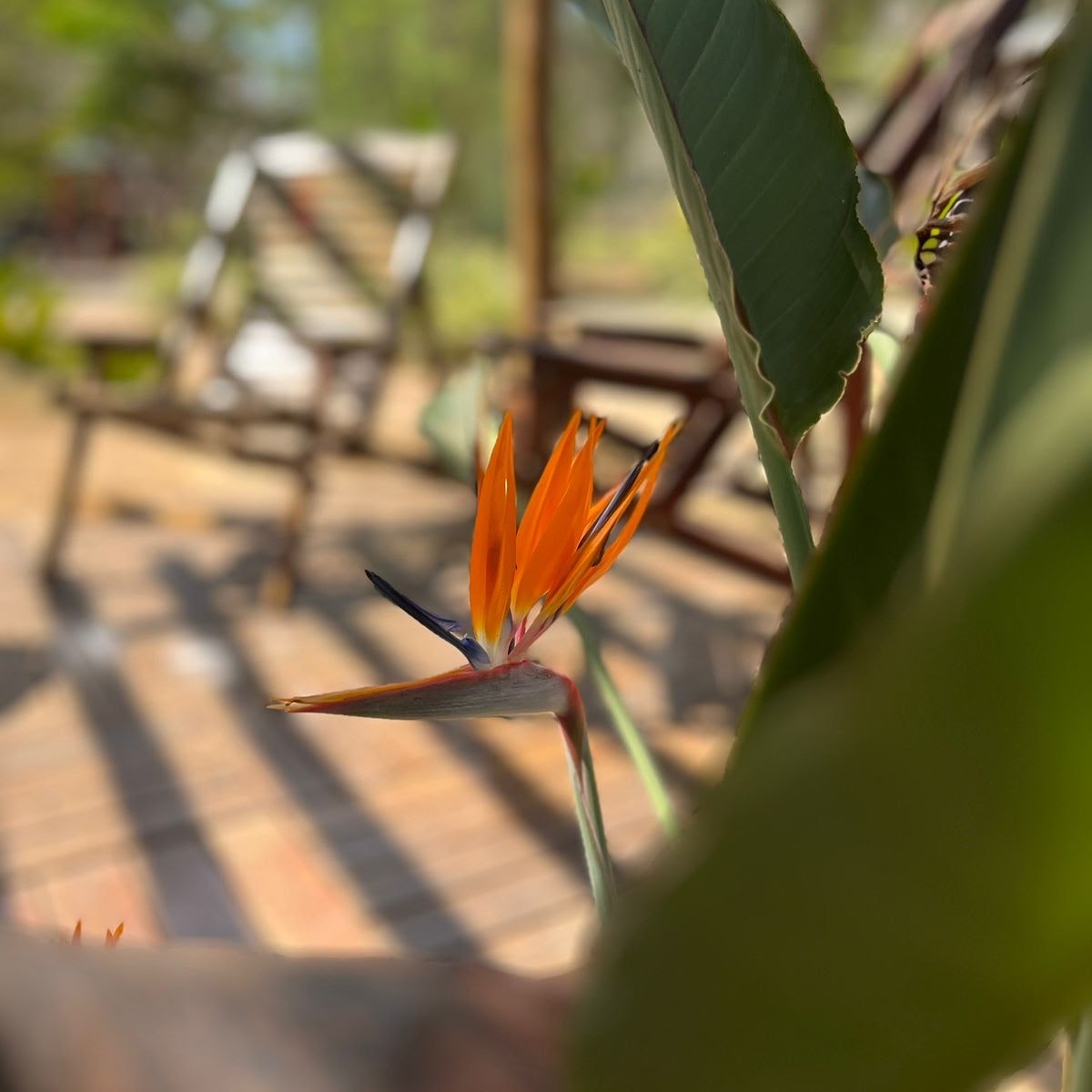 Ave-do-paraíso no jardim da Vila Quatro Estações